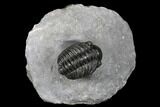 Adrisiops Weugi Trilobite - Recently Described Phacopid #174738-3